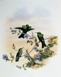 Pauwcoquette (Lophornis pavoninus), gravure uit Monografie van Trochilidae of Kolibries (1849-1861), door John Gould (1804-1881), Verenigd Koninkrijk