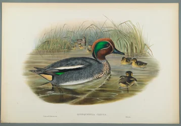 Querquedula Crecca: Wintertaling