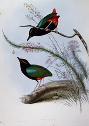 Regenboogpitta (Pitta iris), gravure uit Birds of Australia