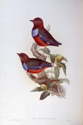 Roodbuikpitta (Pitta erythrogaster), Gravure door John Gould