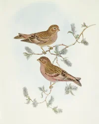 Roze Vink (Erythrospiza incarnata), Gravure door John Gould