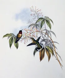Robijnkeelkolibrie (Archilochus colubris), gravure uit Monograph of Trochilidae or Humming Birds, door John Gould, Verenigd Koninkrijk