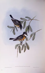Rosse Fluiter (Pachycephala rufiventris), Gravure door John Gould