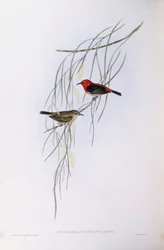 Scharlaken myzomela (Myzomela sanguinolenta), gravure door John Gould