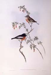 Roodborstje (Petroica multicolour), Gravure door John Gould
