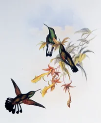 Streepstaartkolibrie (Eupherusa eximia), gravure uit Monograph of Trochilidae or Humming Birds (1849-1861), door John Gould (1804-1881), Verenigd Koninkrijk
