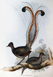 Superb Lierenvogel (Menura superba)