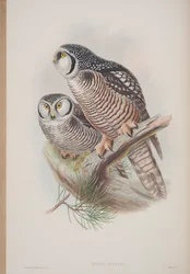 Surnia Funerea, plaat uit The Birds of Great Britain door John Gould, uitgegeven 1862-73