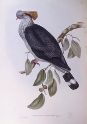 Kuifduif (Lopholaimus antarcticus), gravure door John Gould