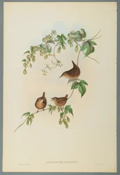 Troglodytes Europaeus - Winterkoning