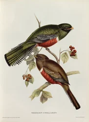 Kraagtrogon uit 