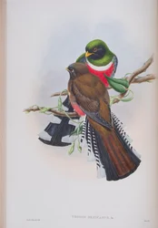 Trogon Mexicanus, plaat uit The Birds of Great Britain van John Gould, gepubliceerd 1862-73