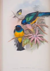 Trogon Ramoniana, plaat uit The Birds of Great Britain van John Gould, gepubliceerd 1862-73