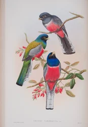Trogon Variegatus, plaat uit The Birds of Great Britain van John Gould, gepubliceerd 1862-73