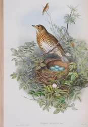 Turdus Musicus, plaat uit The Birds of Great Britain door John Gould, uitgegeven 1862-73