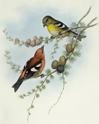 Witvleugel kruisbek (Loxia leucoptera), Gravure door John Gould