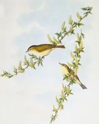 Fitis (Phylloscopus trochilus), Gravure door John Gould