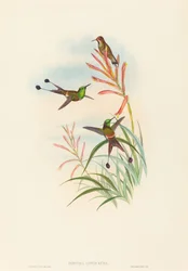 Discura longicauda (Racketstaart)