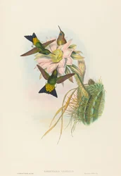 Eriocnemis vestitus (Glanzende Pluimpoot)