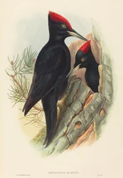 Grote zwarte specht (Dryocopus martius)