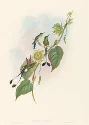 Spathura underwoodi (Witvoet Racketstaart)