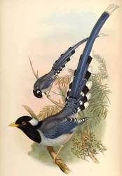 Geelsnavel Blauwe Ekster Urocissa flavirostris (Blyth)