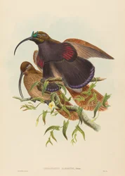 Drepanornis albertisi (Zwartbek Sikkelsnavel Paradijsvogel)