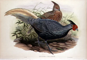 Euplocamus Lineatus, gegraveerd door T. Walter, Londen, pub. tussen 1850-83 (handgekleurde litho)