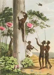 Bomen klimmen, aboriginals in New South Wales gegraveerd door Matthew Dubourg, uitgegeven 1813