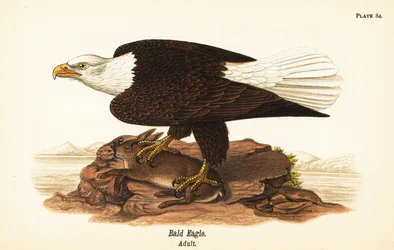 Amerikaanse zeearend, Haliaeetus leucocephalus, volwassen met konijnenprooi