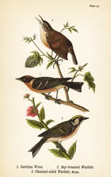 Carolina winterkoning, Thryothorus ludovicianus 1, kastanjeborstzanger, Setophaga castanea 2, kastanjebuikzanger, Setophaga pensylvanica 3