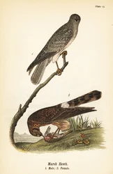 Noordelijke kiekendief, Circus hudsonius