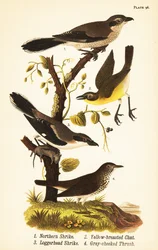 Noordelijke klauwier, Lanius borealis 1, geelborstzanger, Icteria virens 2, loggerhead klauwier, Lanius ludovicianus