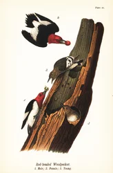 Roodkop specht, Melanerpes erythrocephalus, mannetje 1, vrouwtje 2, jong 3