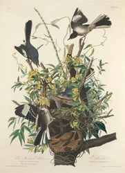 De Spotvogel
