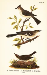 Kuifmees, Baeolophus bicolor, noordelijke spotvogel, Mimus polyglottos en ovenvogel, Seiurus aurocapilla