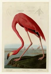 431 Amerikaanse flamingo
