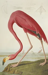 Amerikaanse Flamingo, uit "The Birds of America"
