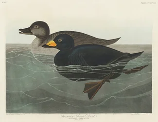 Amerikaanse zwaartkopeend uit *Birds of America* (1827)