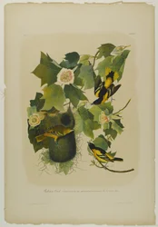 Baltimore Wielewaal, gedrukt door Julien Bien en uitgegeven door Roe Lockwood & Son, 1861