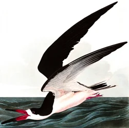 Zwarte Schaarbek of Schaarwater, Rhincops Nigra, uit "The Birds of America" door John J. Audubon, uitgegeven 1827-38