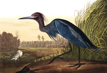 Blauwe kraanvogel of reiger, Ardea coerulea, uit “The Birds of America” van John J. Audubon, gepubliceerd 1827-38