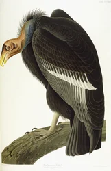 Californische Gier, Oude Man, 1838