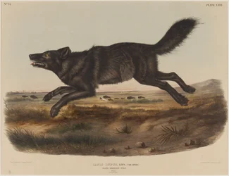 Canis lupus (zwarte Amerikaanse wolf)