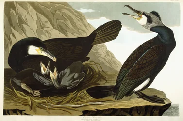 Aalscholver, 1835