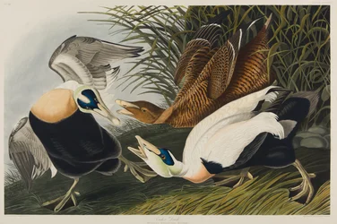 Eidereend, 1835