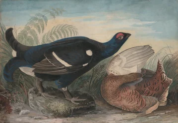 Engelse korhanen, 1828.