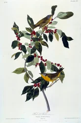 Bloemen en Vogels Zijdeschildering