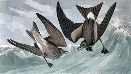 Vorkstaartstormvogeltje, Thalassidroma Leachii, uit „De vogels van Amerika” van John J. Audubon, gepubliceerd 1827-38