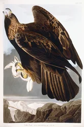 Steenarend, 1833